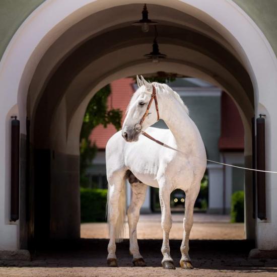 Hauptbeschäler im Gestüt Kladruby